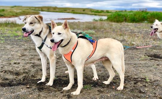 Dry Land Dog Sledding Tour