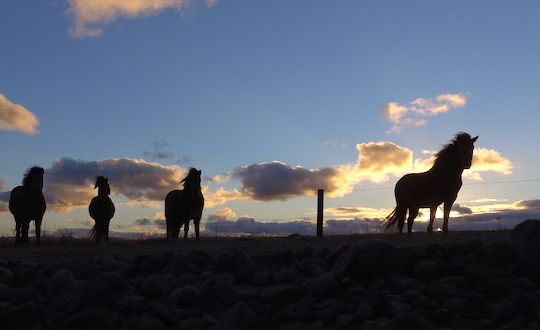 Midnight Sun Horse Riding From Reykjavik