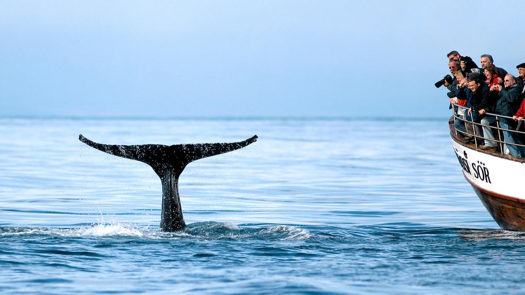Whale Watching From Húsavík