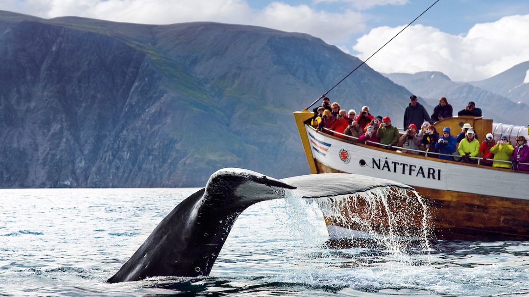 Whale Watching From Húsavík