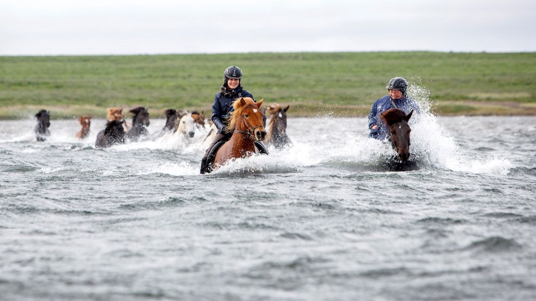 Afternoon Horse Riding From Reykjavik
