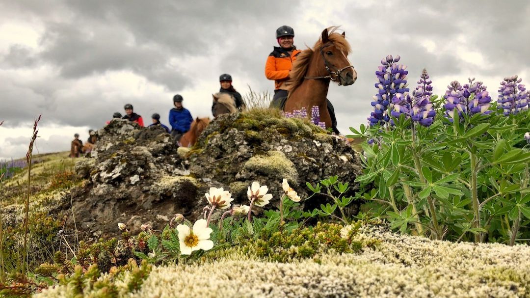 Midnight Sun Horse Riding From Reykjavik