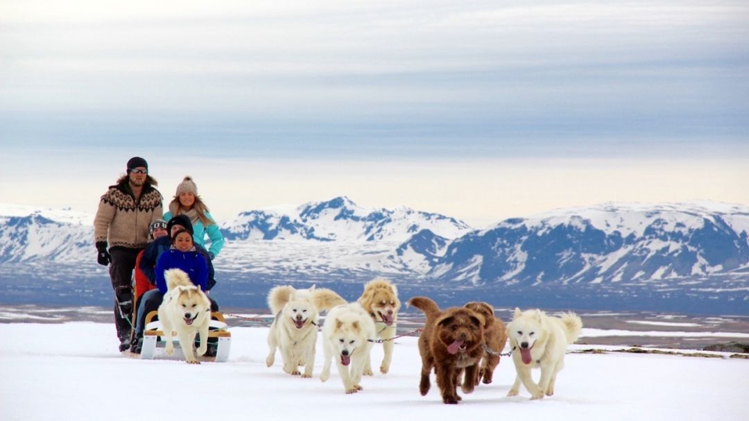Winter Dog Sledding Tour With Transfer From Reykjavik