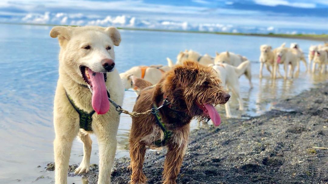 Dry Land Dog Sledding Tour