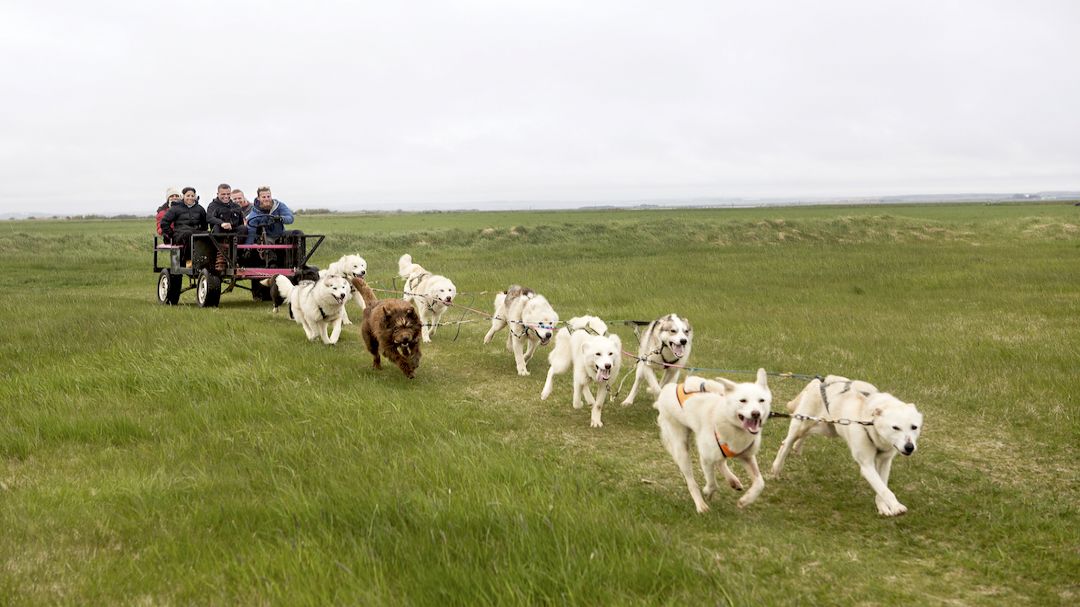 Dry Land Dog Sledding Tour