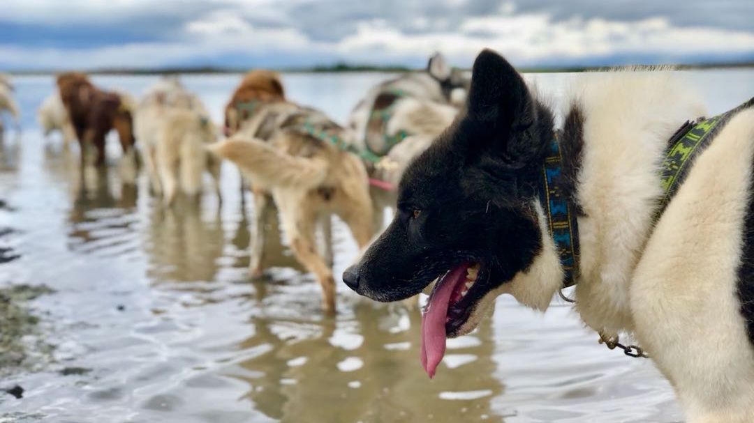 Dry Land Dog Sledding Tour With Transfer From Reykjavik