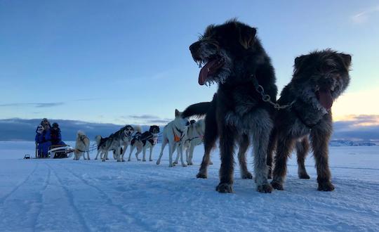 Dog Sledding in Iceland