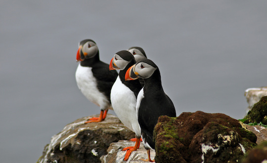 Puffin Watching in Iceland