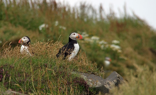 Puffin Watching in Iceland